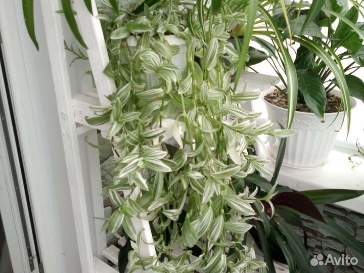 Традесканция зебрина