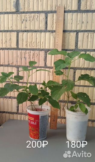 Гортензия дейция