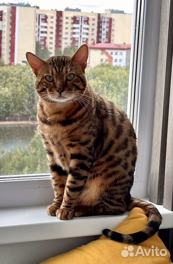 Вязка, Бенгальский кот