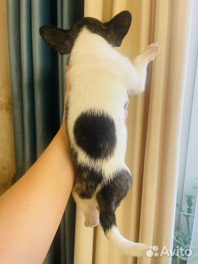 Щенки чихуахуа