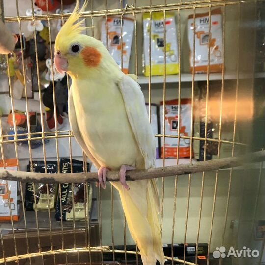 Попугай корелла птенец, корелла-нимфа