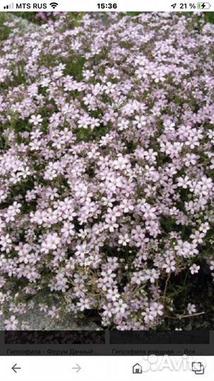 Гипсофилла