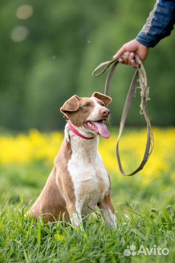 Собака в добрые руки отдам бесплатно