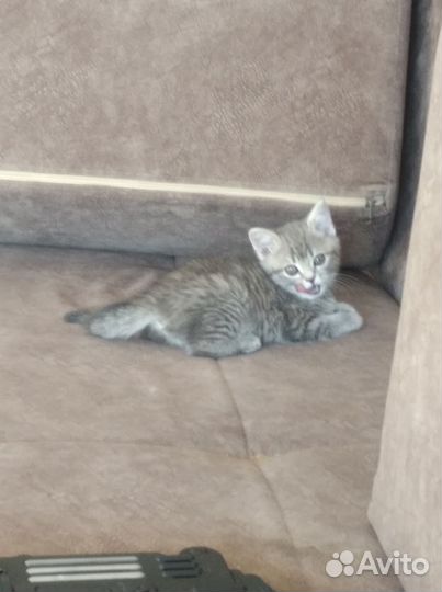 Кошка в дар