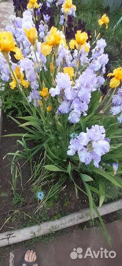 Ирисы бородатые