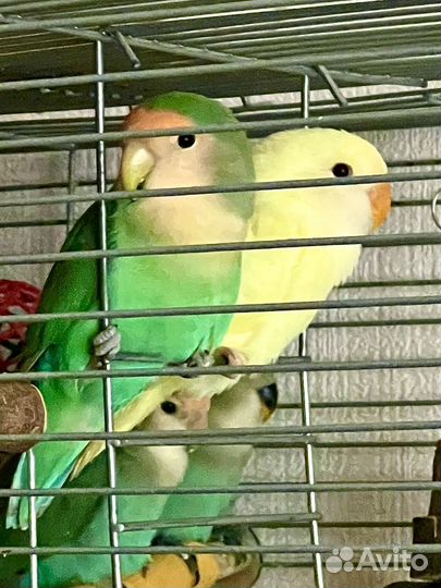 Попугай розовощекий неразлучник слайта синий