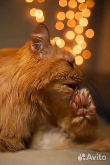 Котоняня с выездом Октябрьский