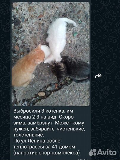 Котята бездомные
