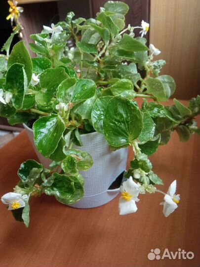 Бегония вечноцветущая белая и красная