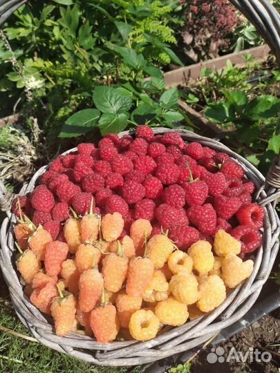 Саженцы малины рем.сортов