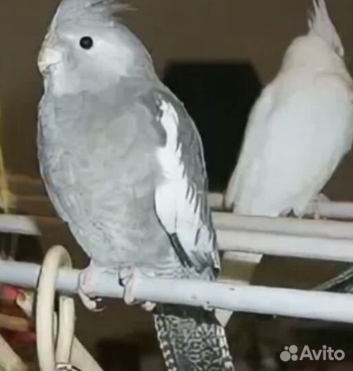 Птенцы безщеких корелл