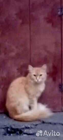 Кошки и котята