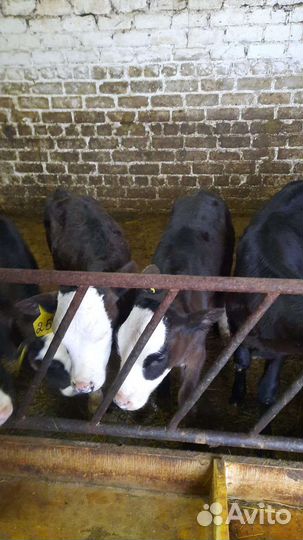 Телята бычки