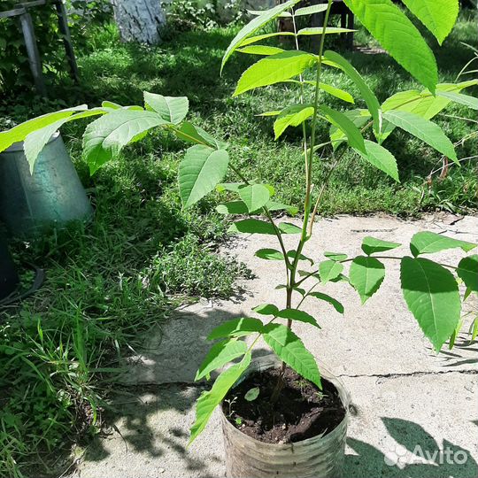 Саженцы маньчжурского ореха