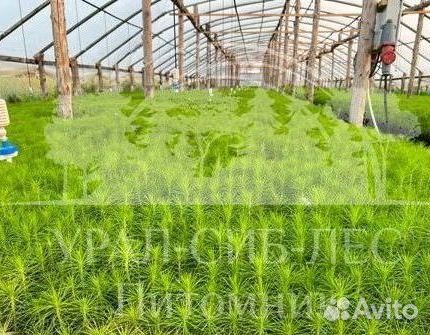 Предзаказ Горная сосна Мугус зкс сеянцы