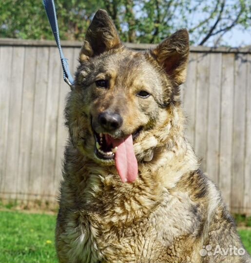Собака Гермиона в добрые руки