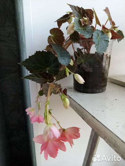 Бегония ампельная