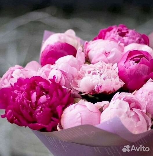 Пионы Букет пионов