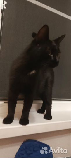Кошка в дар бесплатно
