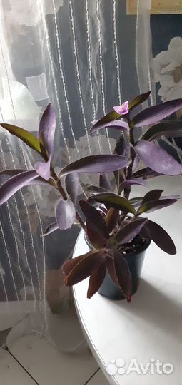 Фикус Бенджамина, традисканция фиолетовая