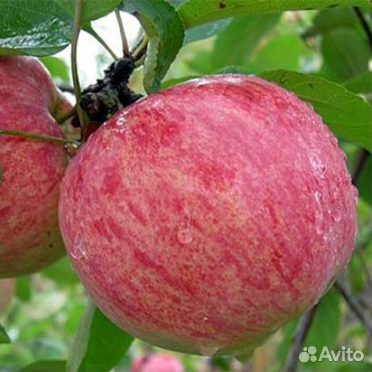 Саженцы Яблоня Коричное Полосатое