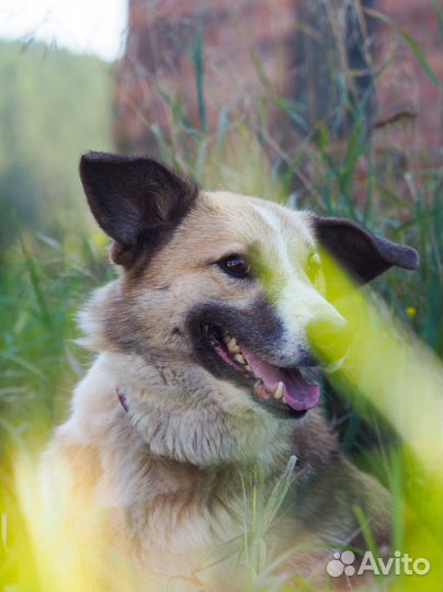 Собака Кутя