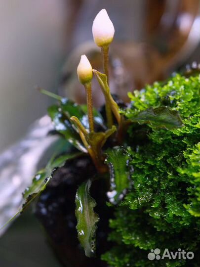 Буцефаландра (Bucephalandra)