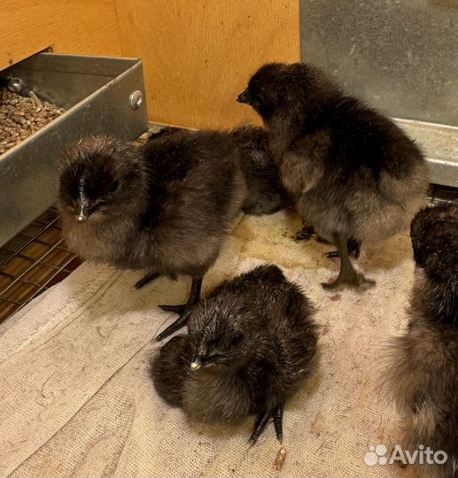 Цыплята ухейилюй