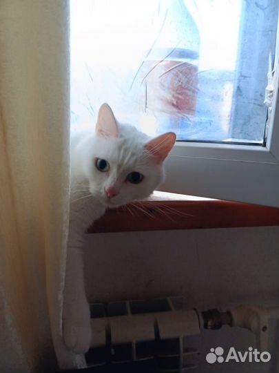 Передержка домашняя Адлер