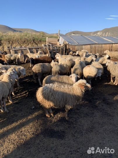 Ягнята ярочки