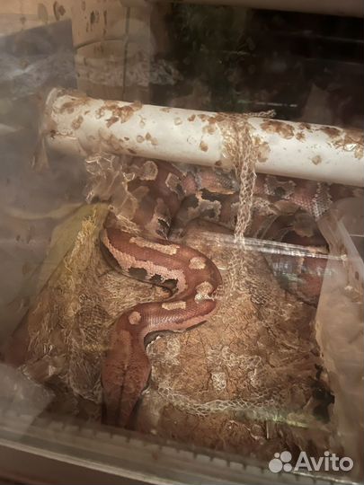 Змея удав короткохвостный