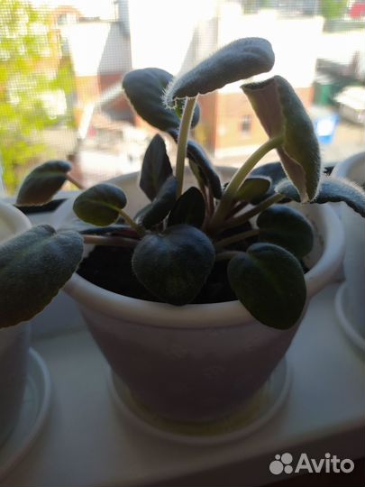 Продам цветы комнатные