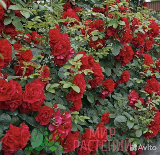 Роза Ханзаленд