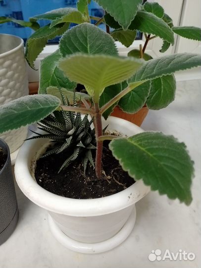 Глоксиния тидея