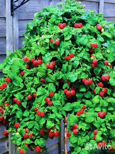 Саженцы малины таруса (малиновое дерево)