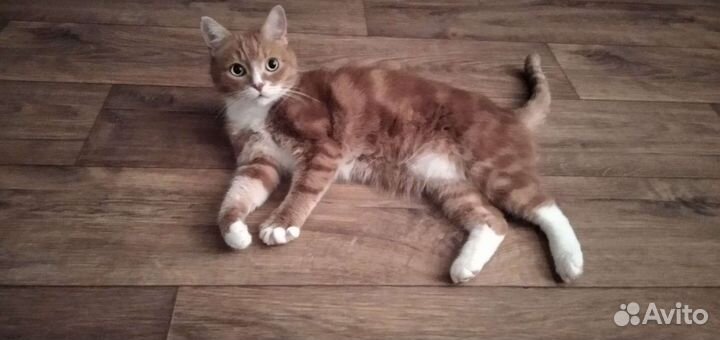 Кот в добрые руки