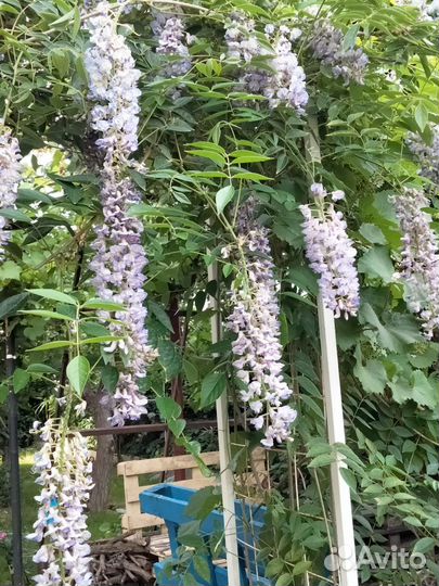 Глициния саженцы