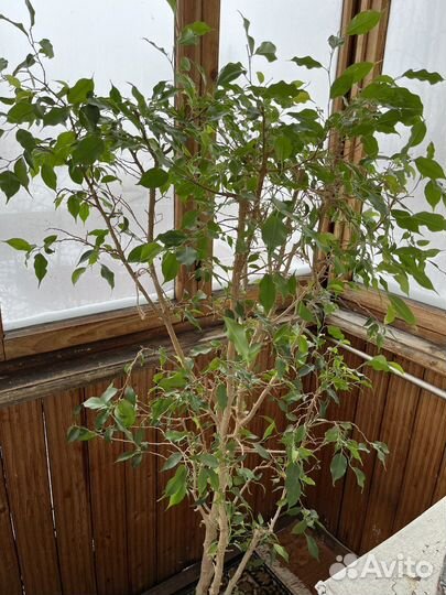 Фикус Бенджамина 1,5 метра