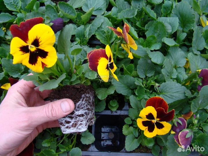 Виола - анютины глазки, рассада цветов осень