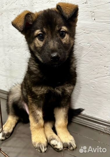 Щенок в добрые руки бесплатно