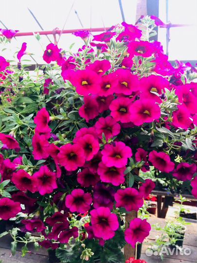 Калибрахоа, вегетативная петуния пеларгония