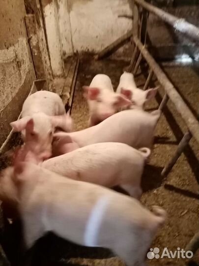 Поросята