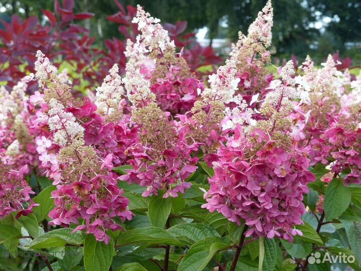 Гортензии метельчатые
