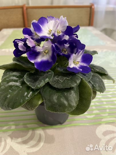 Цветущие фиалки