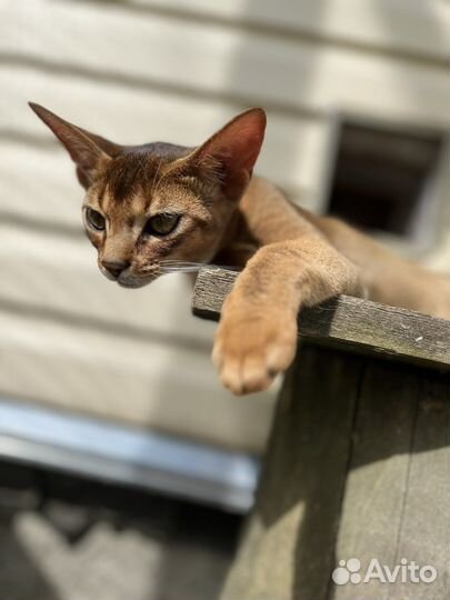 Абиссинская кошечка