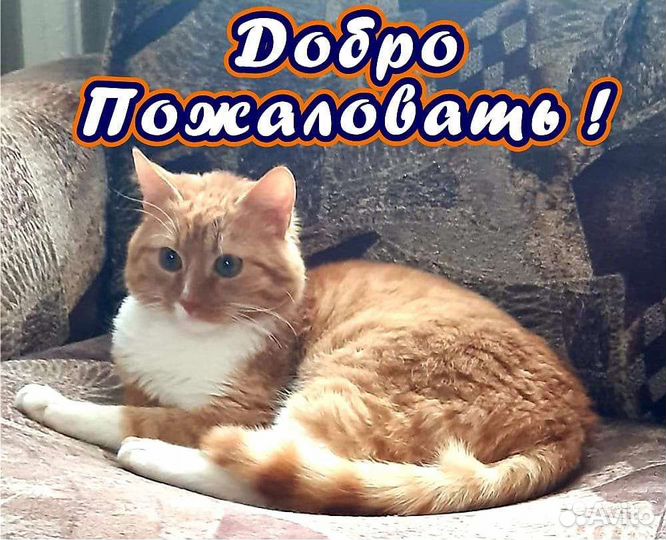 Передержка домашних кошек