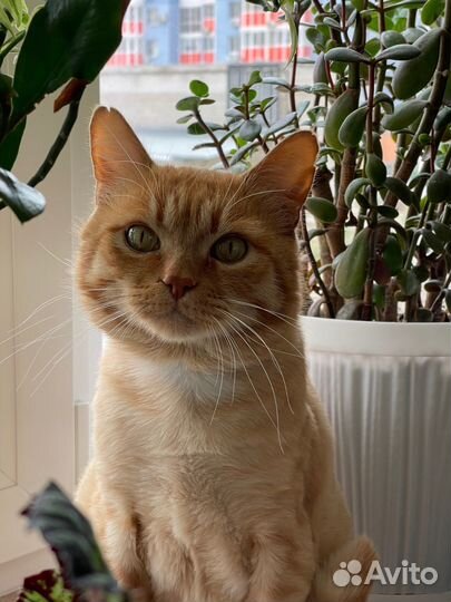 Котик в добрые руки