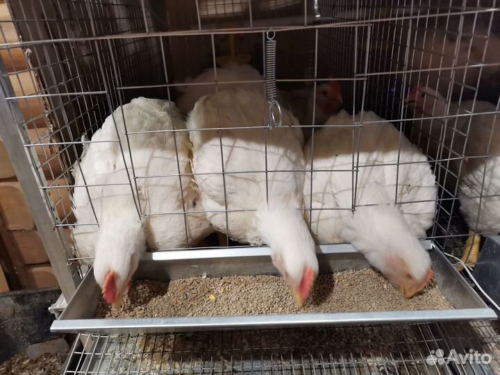 Клетка для кур до 72 голов 3-х ярусная на каркасе