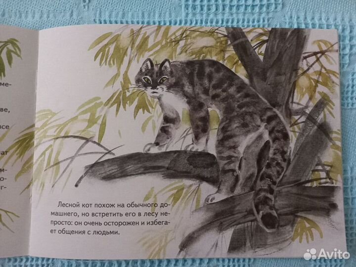 Книга Ольга Смирнова 