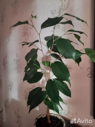 Фикус бенджамина